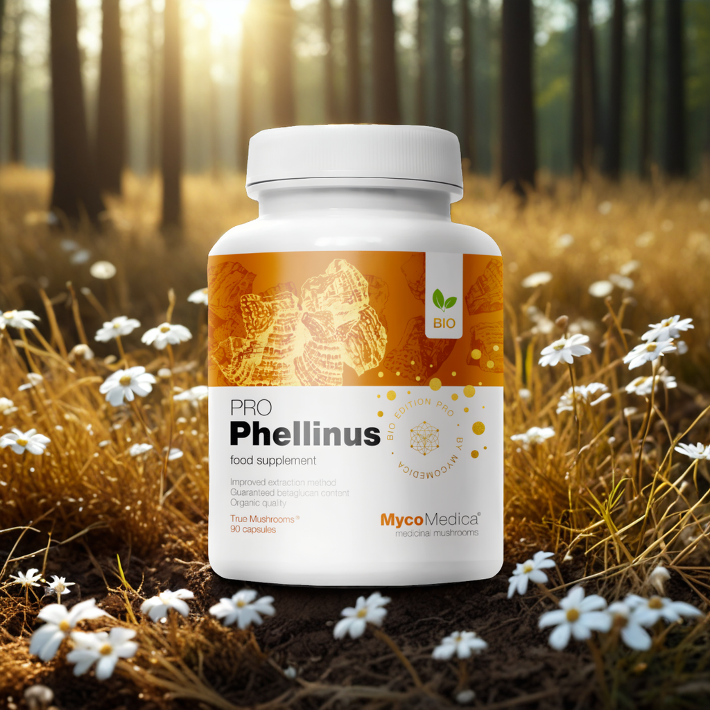 MycoMedica Phellinus linteus PRO 32 % - Mesima (czarny grzyb kopytny) - 90 kapsułek